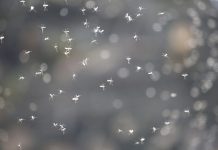 RASTE BROJ ZARŽENIH: Groznicom Zapadnog Nila u Srbiji zaraženo 69 osoba