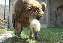 TUŽNA POZADINA SITUACIJE O KOJOJ JE PRIČALA CELA SRBIJA Beloglavi sup sa mosta kod Zlatibora završio u oporavilištu na Uvcu!