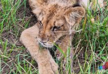 KIKINA SMRT NEĆE PROĆI NEKAŽNJENO Podneta krivična prijava protiv Subotičanke (33) koja je držala lavicu u stanu! Pogledajte šta je još policija pronašla! FOTO