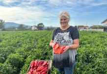 JEDNA DANINA DŽINOVSKA PAPRIKA DOVOLJNA ZA RUČAK CELE PORODICE Odličan kvalitet i rod crvenog povrća, cena 180 dinara kilogram! FOTO