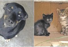 AKCIJA PANČEVCA I UDRUŽENJA LJUBIMCI: Ne kupuj – udomi Pinči i mace Vojlovčanke!